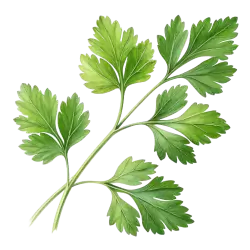 Imagen PNG para descargar